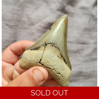 Rare Large Chubutensis Megalodon Shark Tooth Fossil From Calvert Cliffs Rare Large Chubutensis Megalodon Shark Tooth Fossil From Calvert Cliffs